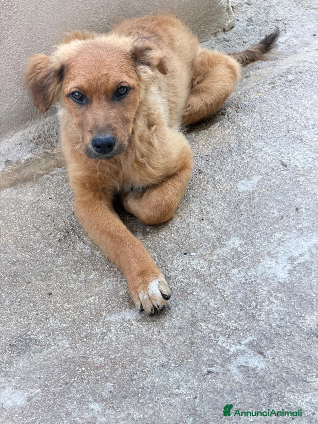 Meticcio cani in regalo: Liam  a Provincia di Verona - Annuncio 1