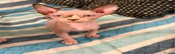 Sphynx gatti in vendita: CUCCIOLI SPHYNX DI CUI UNO OCCHI IMPARI - Annuncio 10