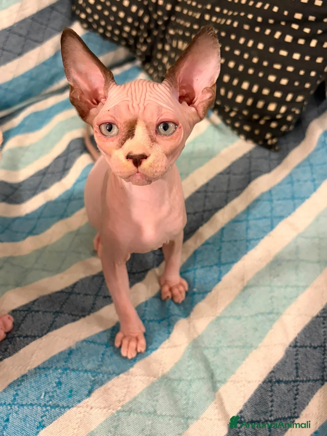 Sphynx gatti in vendita: CUCCIOLI SPHYNX DI CUI UNO OCCHI IMPARI - Annuncio 10
