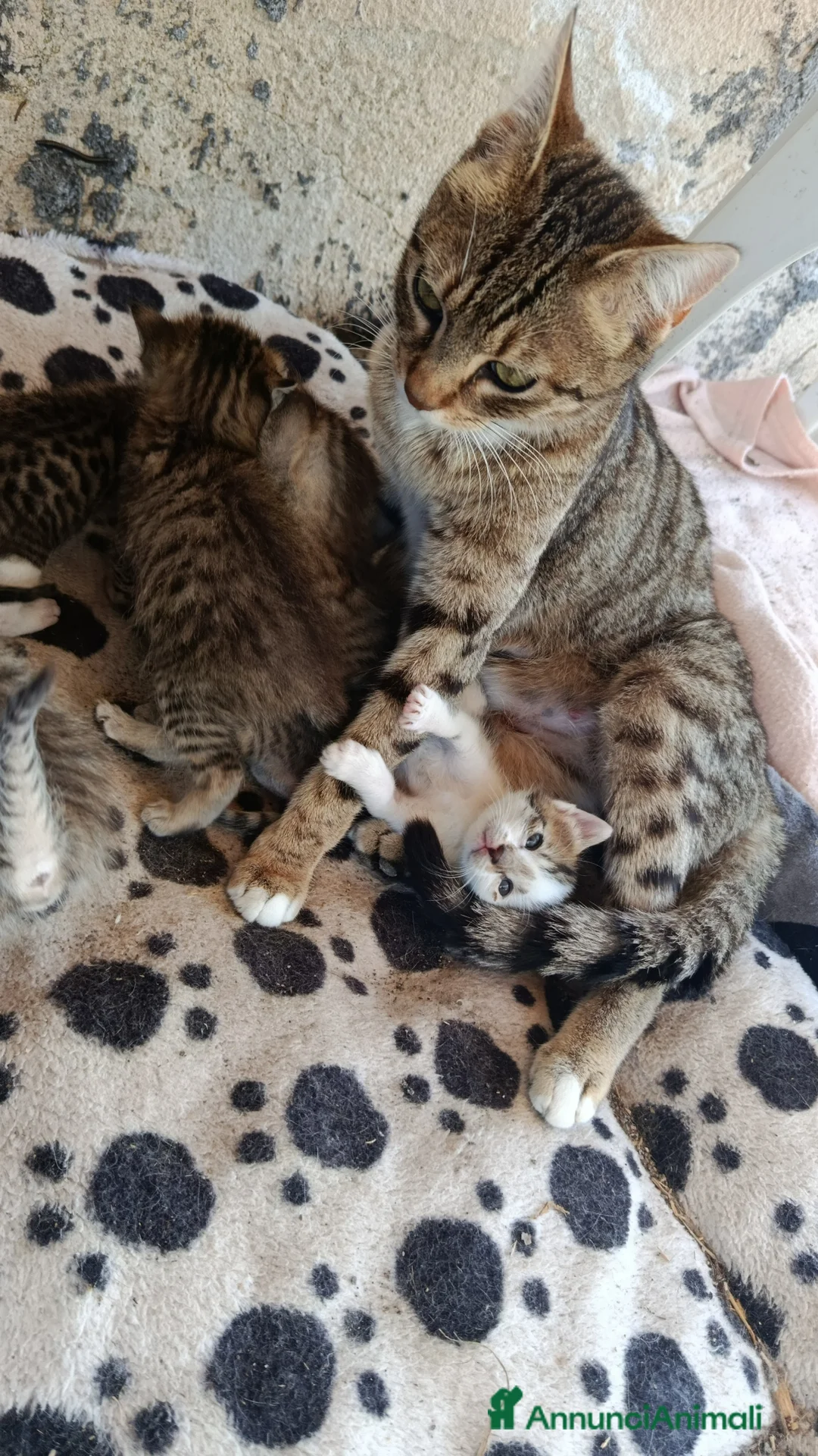 Meticcio gatti in regalo: Gattini in adozione  - Annuncio 1