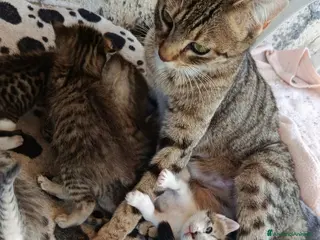 Meticcio gatti Gattini in adozione - Annuncio 1