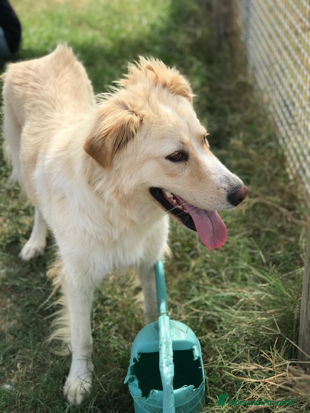Golden Retriever cani in regalo: Connie, derivata golden IN ADOZIONE a Provincia di Latina - Immagine 6