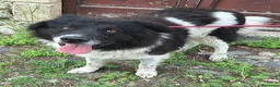 Meticcio cani in regalo: Cosmo 3 anni mix border collie - Annuncio 5