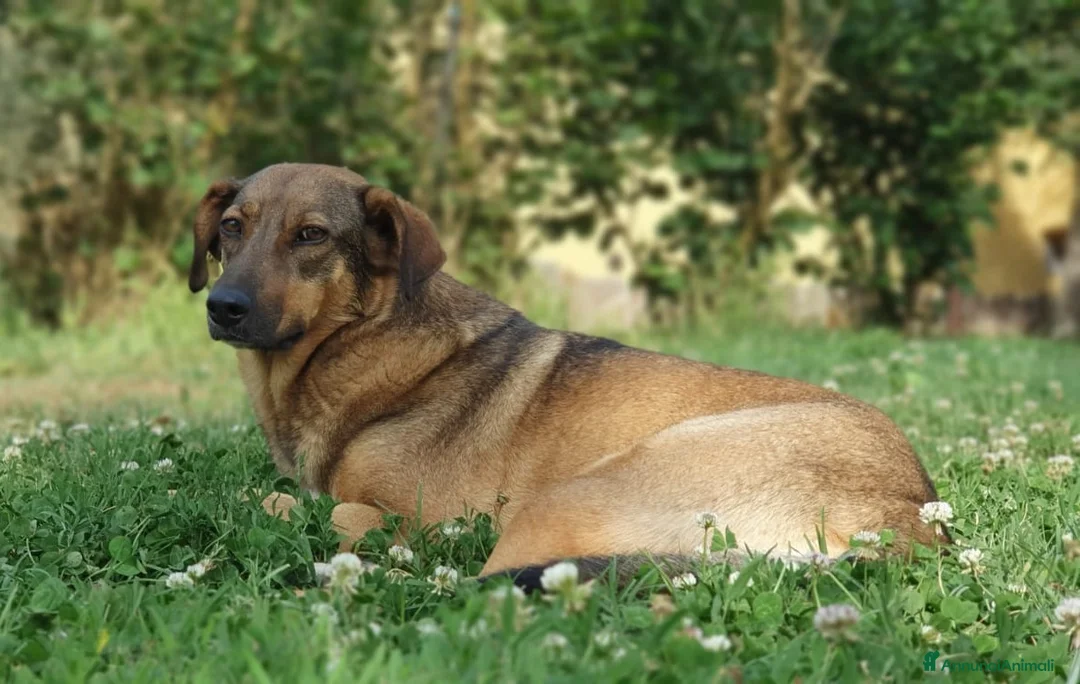 Meticcio cani in regalo: MINA una vita difficile dea raccontare a Pomezia - Annuncio 8