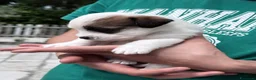 Jack Russell cani in vendita: Maschi disponibile per la prenotazione - Annuncio 12