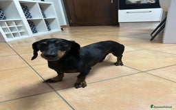 Bassotto cani per accoppiamento: Bassotto tedesco per accoppiamento  - Immagine 5