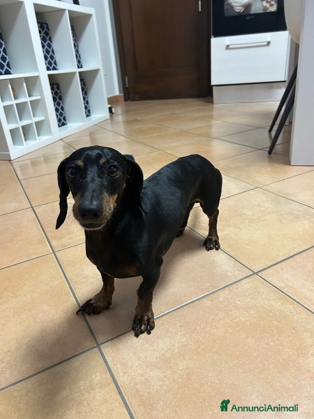 Bassotto cani per accoppiamento: Bassotto tedesco per accoppiamento  - Immagine 5