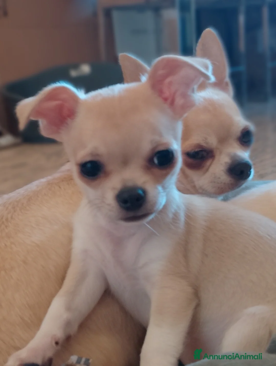 Chihuahua cani in vendita: Cucciola chihuahua  - Annuncio 1