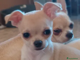 Chihuahua cani Cucciola chihuahua - Annuncio 2