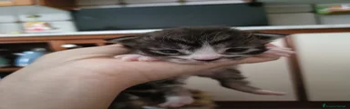 Maine Coon Gattino 1