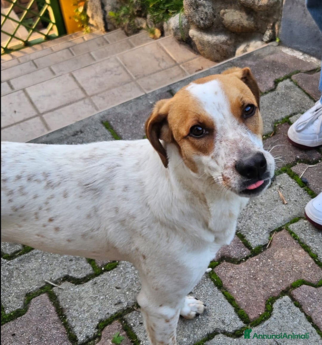 Meticcio cani in regalo: MIELE ASPETTA UNA MAMMA  - Annuncio 3