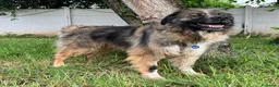 Meticcio cani in regalo: PRUGNA STUPENDA - Annuncio 9