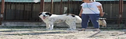 Meticcio cani in regalo: Giulio cesare cerca casa - Annuncio 1
