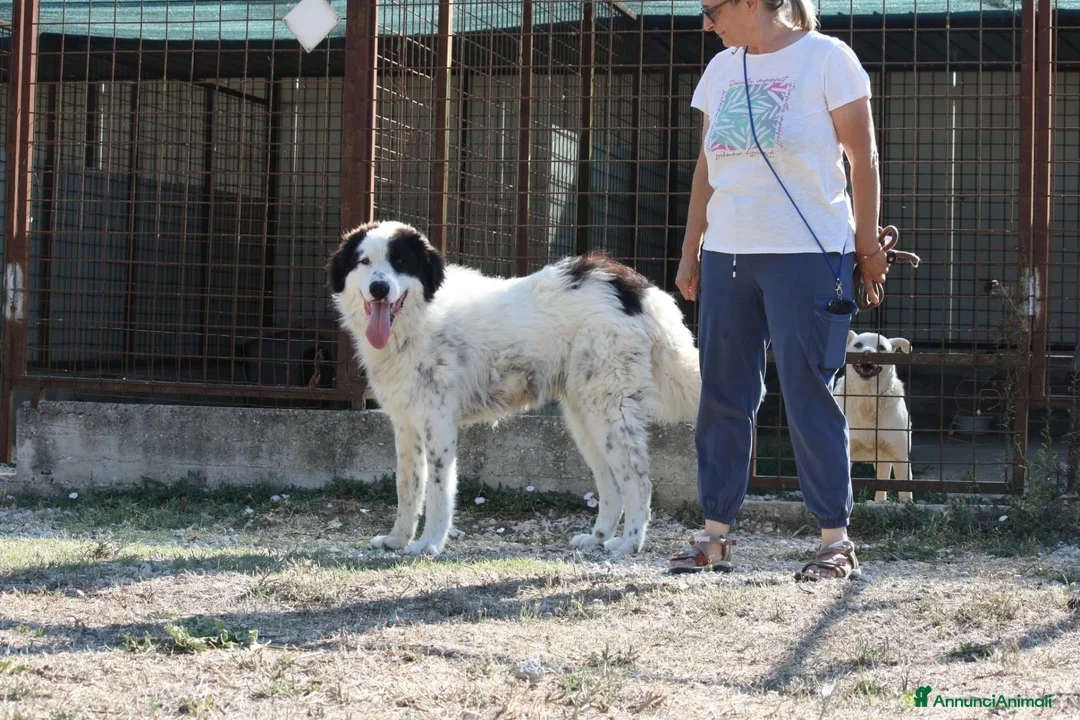 Meticcio cani in regalo: Giulio cesare cerca casa - Annuncio 1