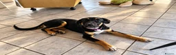 Meticcio cani in regalo: Arya, simil pastorina! (5 mesi)  - Annuncio 2