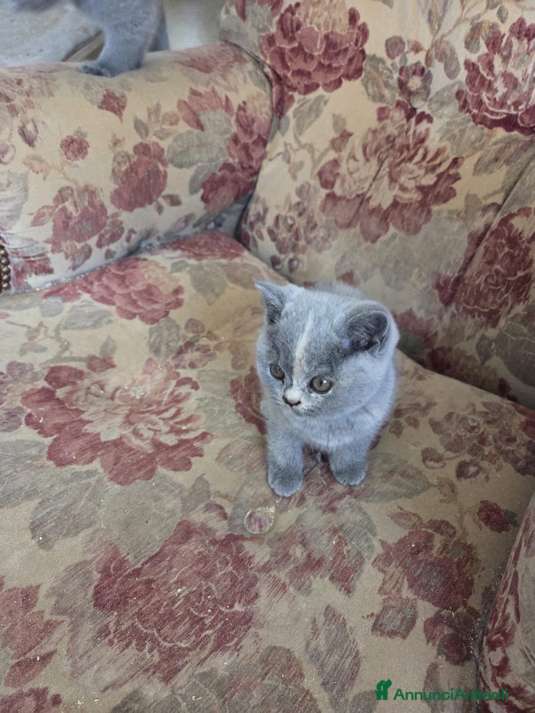 British gatti in vendita: british blu crema - Annuncio 3