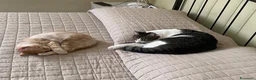 Europeo gatti in regalo: Gattini inseparabili - Annuncio 14