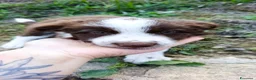 Border Collie cani in vendita: Cuccioli di Border Collie - Annuncio 4