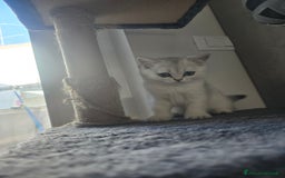 Scottish gatti in vendita: Dolcissimo scottish fold e straight  a Provincia di Brescia - Immagine 19