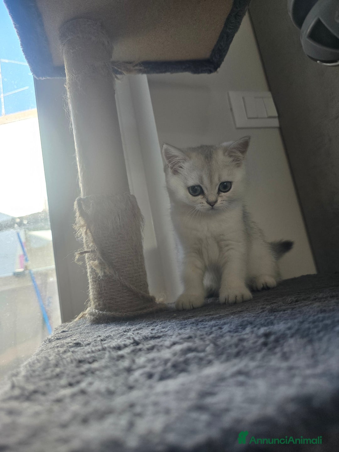 Scottish gatti in vendita: Dolcissimo scottish fold e straight  a Provincia di Brescia - Immagine 19
