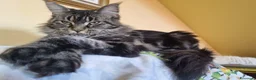 Maine Coon gatti in vendita: Meravigliosa cucciola Maine Coon Anfi a Città metropolitana di Milano - Annuncio 2