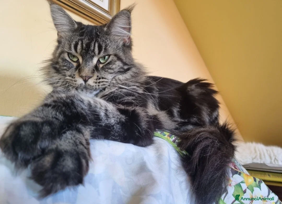 Maine Coon gatti in vendita: Meravigliosa cucciola Maine Coon Anfi a Città metropolitana di Milano - Annuncio 2