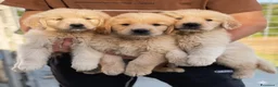 Golden Retriever cani in vendita: Golden retriever  a Provincia di Campobasso - Annuncio 1