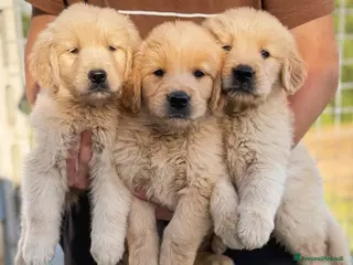 Golden Retriever cani Golden retriever - Annuncio 5