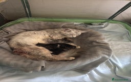 Maine Coon gatti in vendita: Bellissimo gattino Maine coon da subito a Città metropolitana di Roma Capitale - Immagine 9