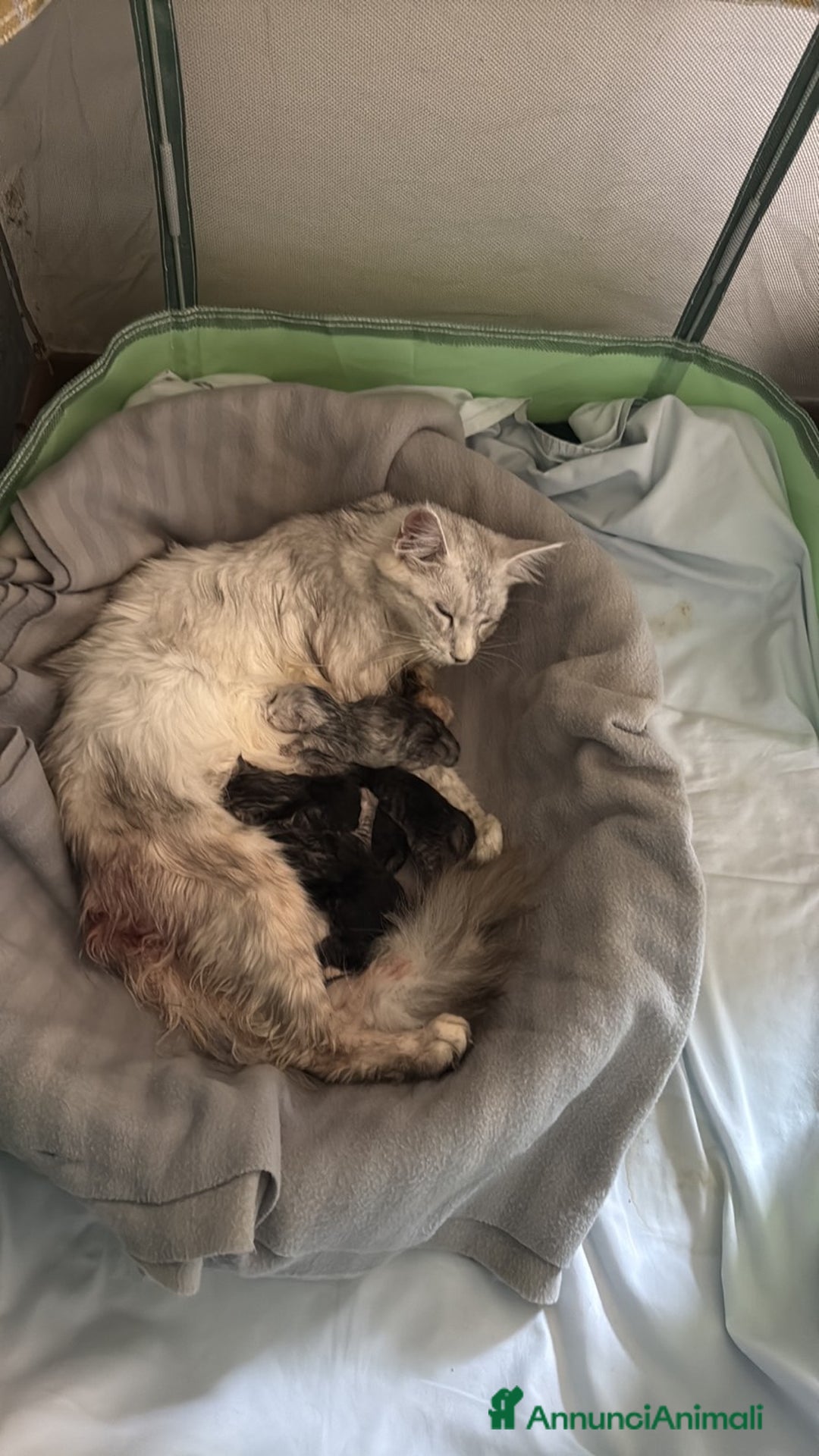 Maine Coon gatti in vendita: Bellissimo gattino Maine coon da subito a Città metropolitana di Roma Capitale - Immagine 9