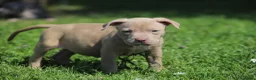 Pitbull cani in vendita: Pit Bull con pedigree anche a rate  - Annuncio 31