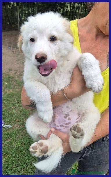 Meticcio cani BABAGANOUSH adorabile cucciolo - Annuncio 34