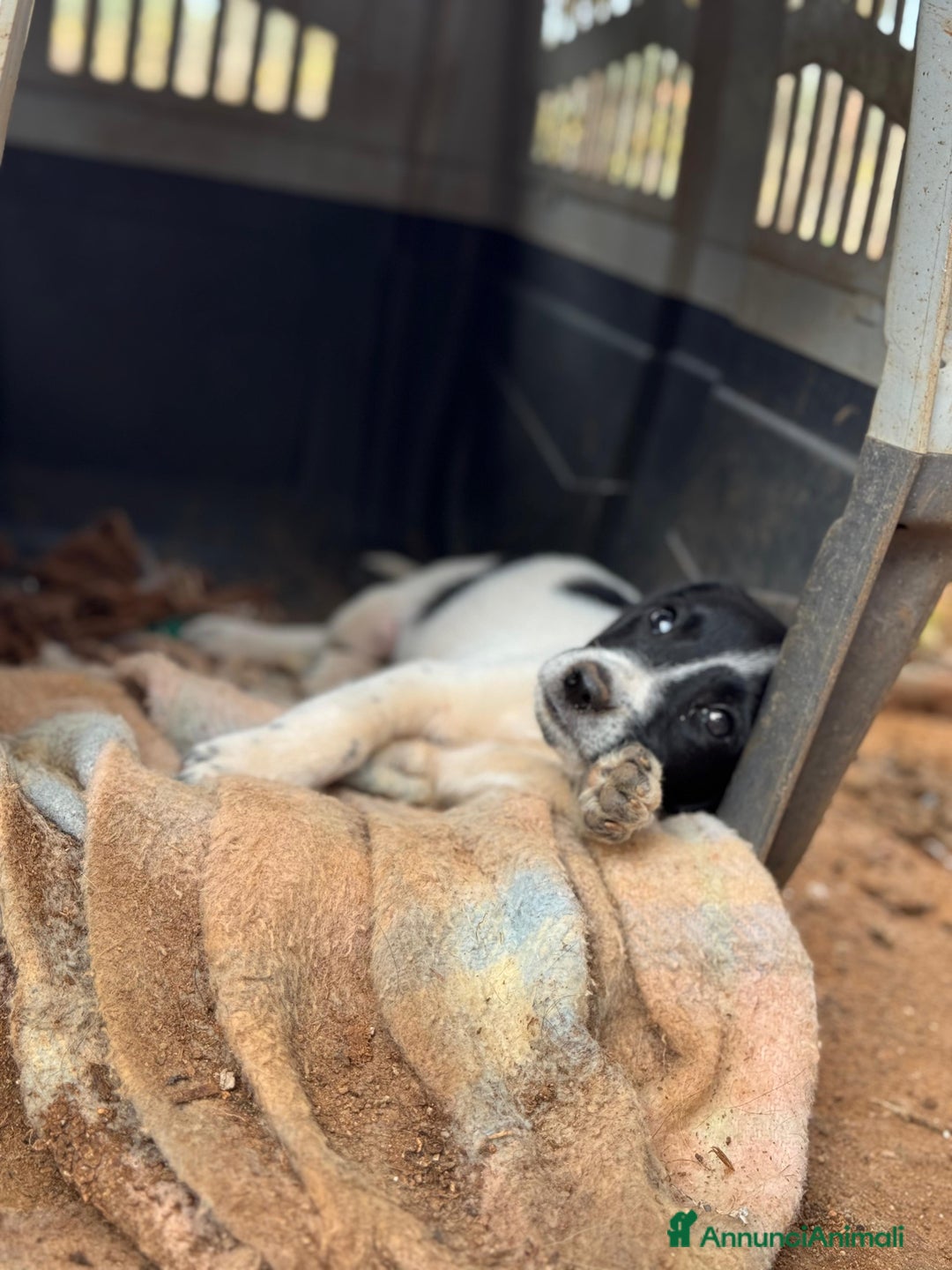 Altre razze cani in regalo: berthold e rusty - Annuncio 3