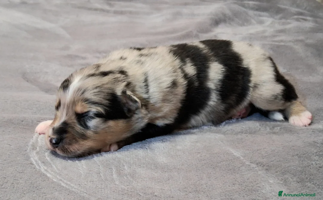 Australian Shepherd cani in vendita: Splendidi Cuccioli di Pastore Australiano  - Annuncio 7