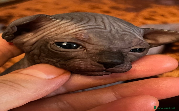 Sphynx gatti - Annuncio 19