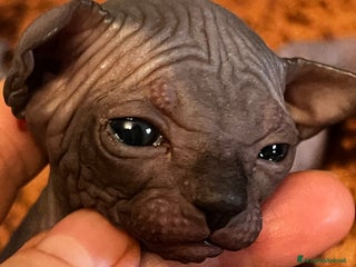 Sphynx gatti Sphynx - Annuncio 18