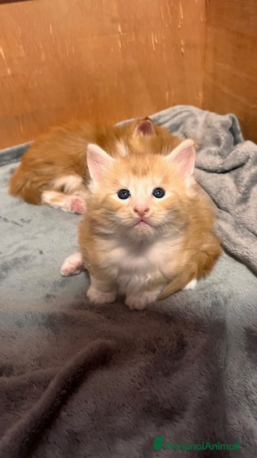 Maine Coon gatti in vendita: Cuccioli Maine Coon - Annuncio 5