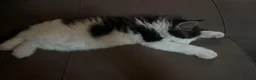 Maine Coon gatti in vendita: Gattina tipo MaineCoon - Annuncio 7