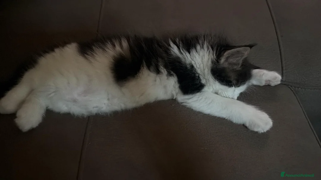 Maine Coon gatti in vendita: Gattina tipo MaineCoon - Annuncio 7