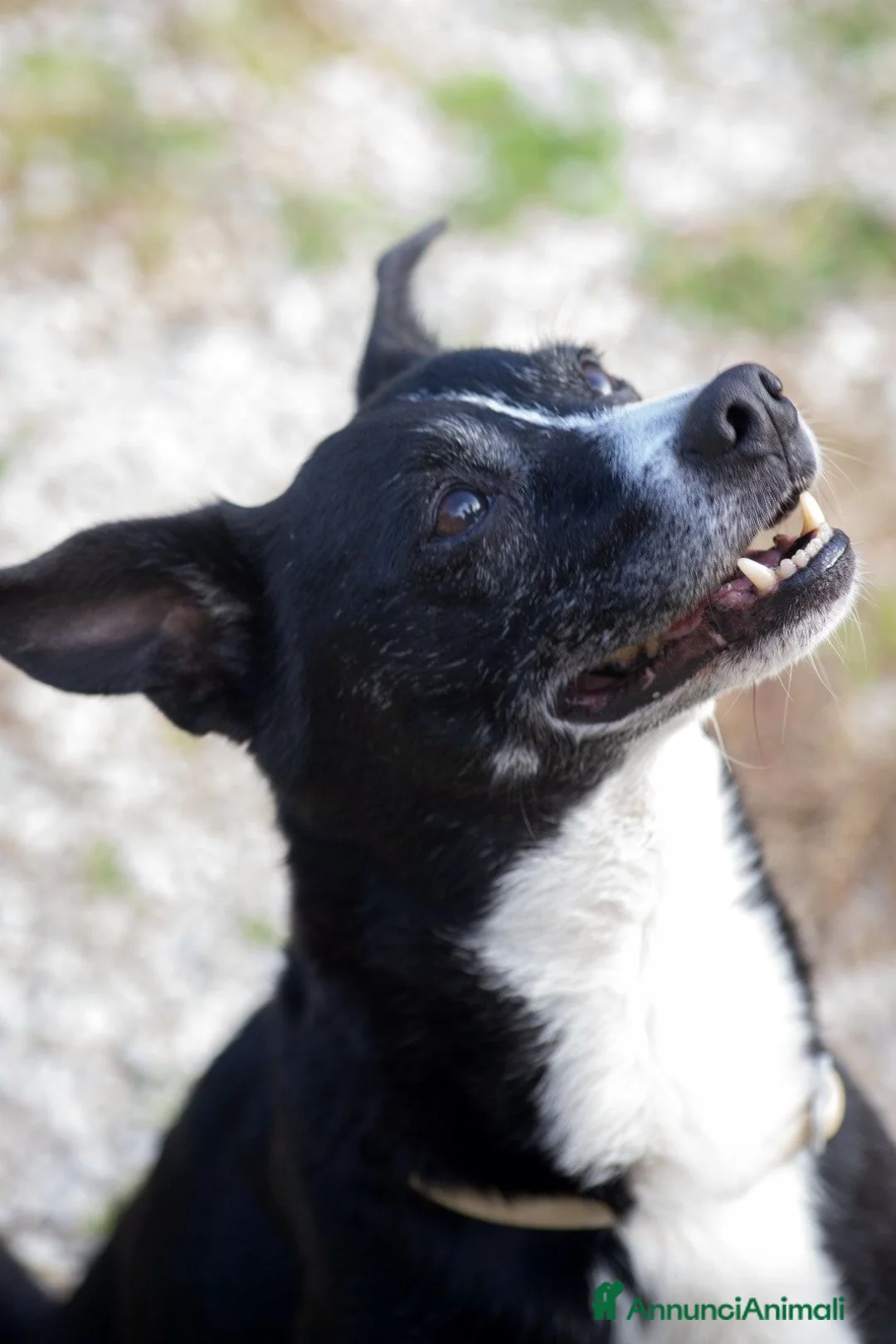 Meticcio cani in regalo: NONNO OREO HA BISOGNO DI UNA CASA E TANTO AMORE - Annuncio 2