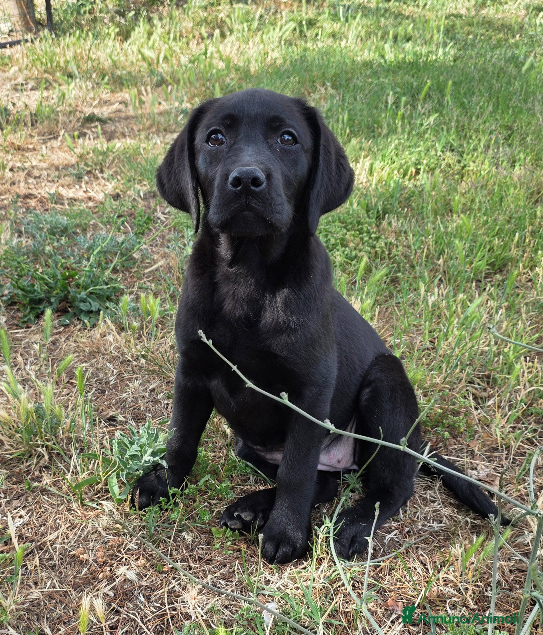 Labrador cani in vendita: Cucciola Labrador con pedigree Enci - Annuncio 8