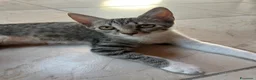 Meticcio gatti in regalo: Regalo gattini a Città Metropolitana di Bologna - Annuncio 2