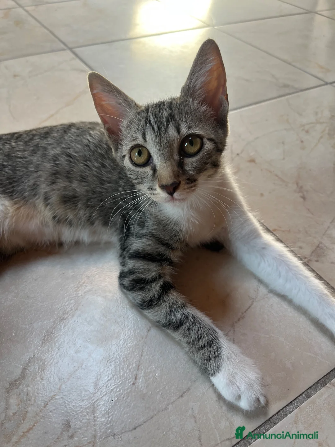 Meticcio gatti in regalo: Regalo gattini a Città Metropolitana di Bologna - Annuncio 2