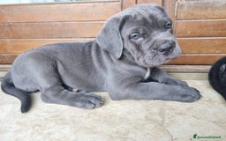 Cane Corso cani in vendita: Cuccioli cane corso a Provincia di Verona - Immagine 12