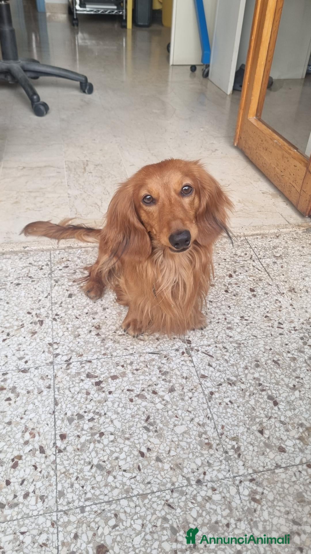 Bassotto Nano cani Cercasi per accoppiamento bassottina a pelo lungo  - Annuncio 2