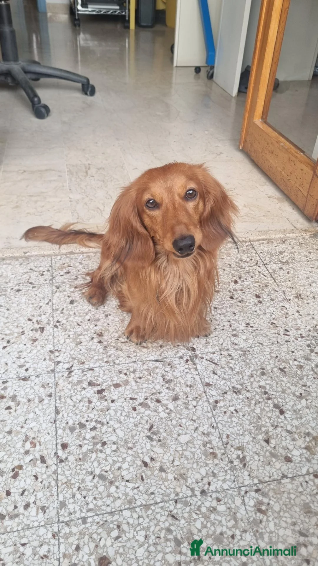 Bassotto Nano cani per accoppiamento: Cercasi per accoppiamento bassottina a pelo lungo  a Provincia di Barletta-Andria-Trani - Annuncio 1