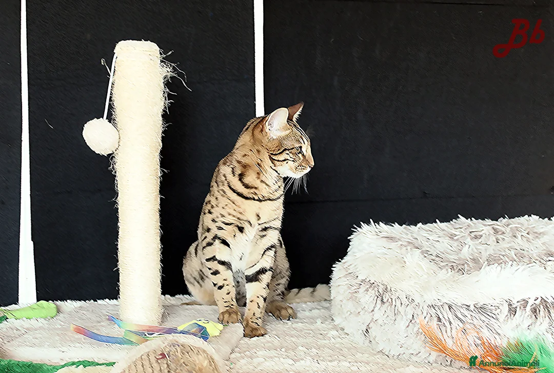 Altre razze gatti in vendita: Splendido Bengala - Annuncio 12