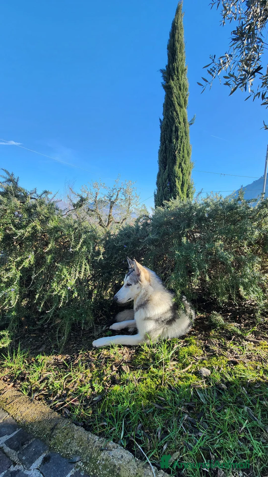 Lupo Cecoslovacco cani in vendita: Cane Lupo Cecoslovacco - Annuncio 5