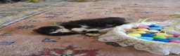 Persiano gatti in vendita: Gatti persiani  - Annuncio 2