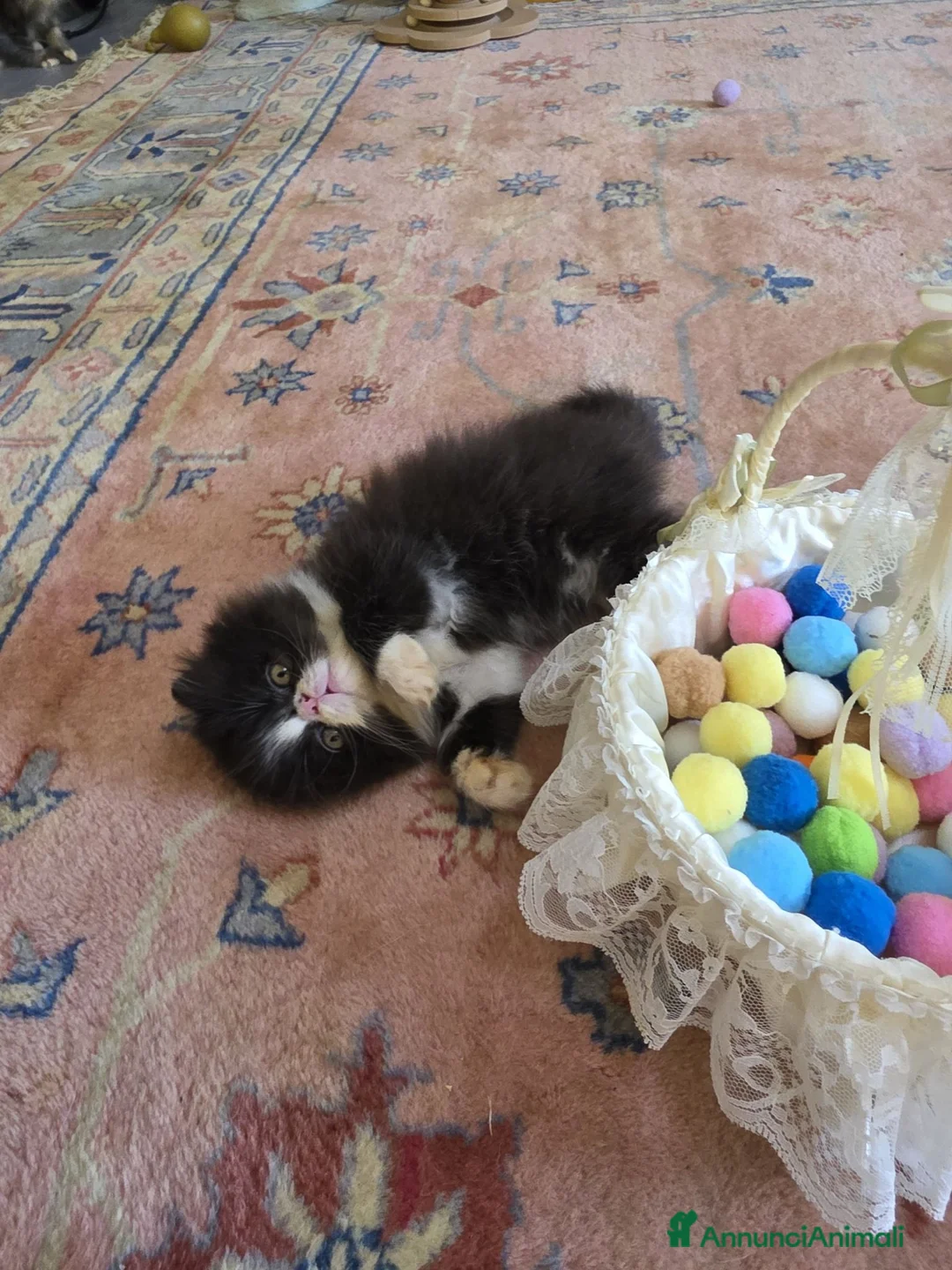 Persiano gatti in vendita: Gatti persiani  - Annuncio 2